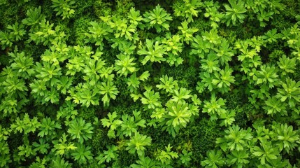 Obraz premium Lush Green Moss And Plant Wall Covering