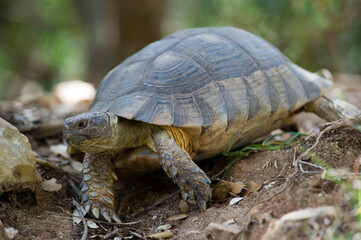 Sardinian Marginated Tortoise walking in the wild Sardinia, Italy