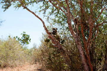 Fototapeta premium Primat