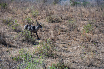 Waterbuck