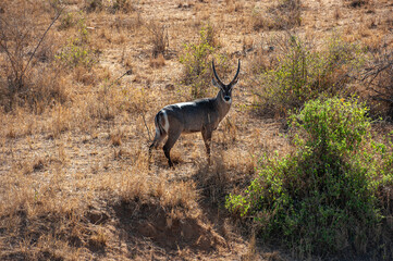 Waterbuck