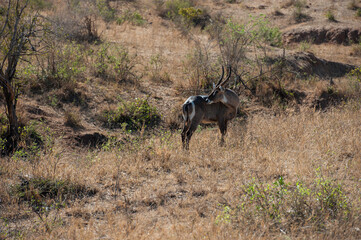 Waterbuck