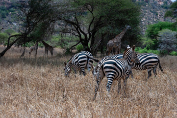 Herd of Zebra in the Savannah of Africa