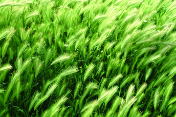 Green wheat branches in the wind