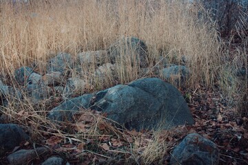 A view of a forested mountain area