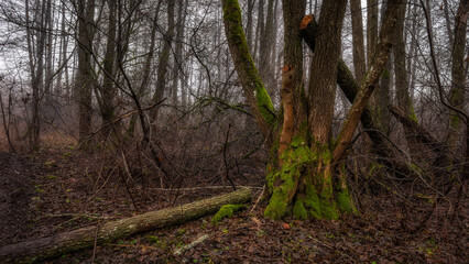 tranquil autumn or spring forest with bare trees, bushes, fallen trunk and foggy haze in the background. horizontal photo with side view of wild nature landscape