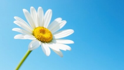 White and yellow petals of a daisy blooming against the clear blue sky, sky, bloom