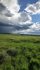 Obraz premium Serene open field with green grass and cloudy sky landscape -