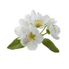 White flower isolated on transparent or white background. Cut out