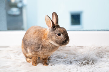 Domestic rabbit or bunny sitting on a windowsill in front of a window, cute animal pet at home