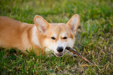 Welsh Corgi dog lies on grass happily chewing on wooden stick with his eyes closed in pleasure outside. Concept danger of pet teeth injuries, teething in dogs, bad behavior of pets