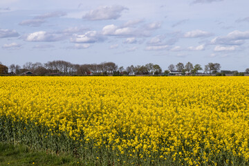 Fototapeta premium Flowering rapeseed field in the Betuwe near the rural village of Erichem.