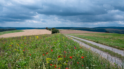 Meadow with poppy, daisy and flaxseed flowers, blooming wildflower field, nature in summer,...