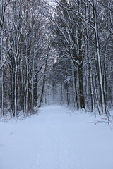 Snow-covered trees in the forest during winter, Snowy Forest Path