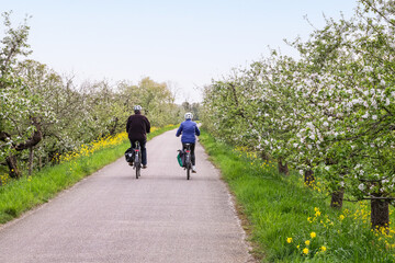 Obraz premium Cyclists ride on the Appeldijk past the flowering fruit trees in the Betuwe.