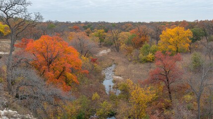 Autumnal Creekside Forest Scene Vivid Colors