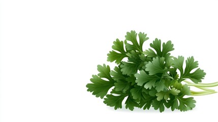 Fresh Cilantro Sprig