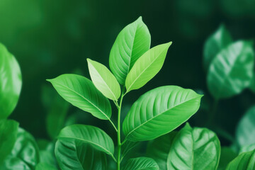 Vibrant green leaves in lush garden with rich foliage and abundant natural growth calming botanical scene