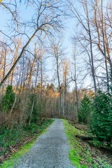 City Park Winter Trees 4