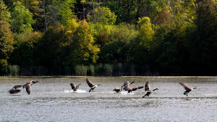 Obraz premium A serene moment captured as a flock of Canada Geese gracefully land on a peaceful lake surrounded by lush greenery.