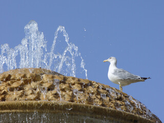 Bird European herring gull, Larus argentatus stands on fountain with clear water gushing out on sunny weather with blue sky. Topics: ornithology, natural environment, water source, nature, fauna