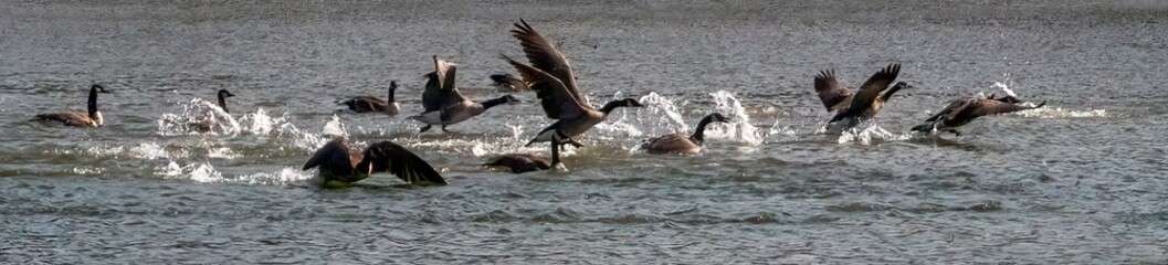 A flock of Canada Goose taking off the water.