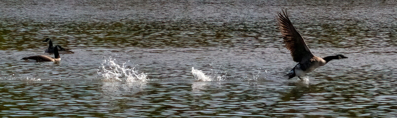 Fototapeta premium A flock of Canada Goose taking off the water.