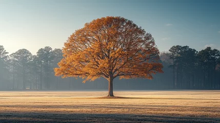 Foto op Canvas Autumn tree in misty field, sunrise, nature scene, serene landscape, website background © Hafidz