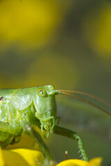long-horned grasshoppers (Tettigoniidae), Tettigonia viridissma, long-horned grasshopper sitting on a flower, Sardinia, Italy