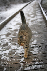 A tabby cat walks along a wooden bridge covered with snow.