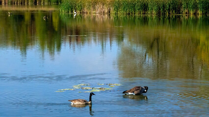 A group of Canada Goose resting on water