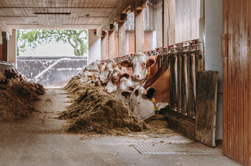 Milchkühe eines Bauernhofes fressen Silage