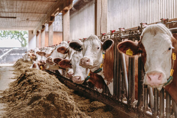 Milchkühe eines Bauernhofes fressen Silage