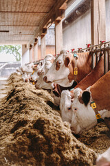 Milchkühe eines Bauernhofes fressen Silage