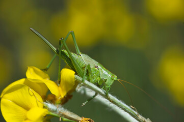 long-horned grasshoppers (Tettigoniidae), Tettigonia viridissma, long-horned grasshopper sitting on a flower, Sardinia, Italy