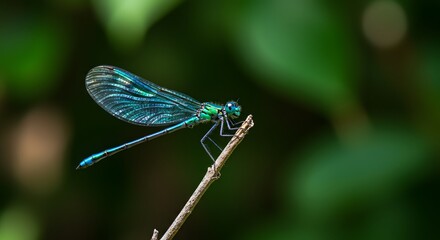 Stunning Emerald Damselfly on Twig Green Nature Background