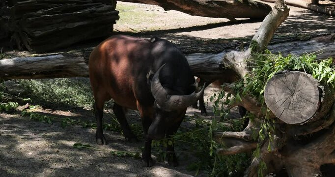 African forest buffalo (Syncerus caffer nanus), also known as the dwarf buffalo