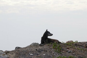 Stray Dog Resting on a Hilltop
