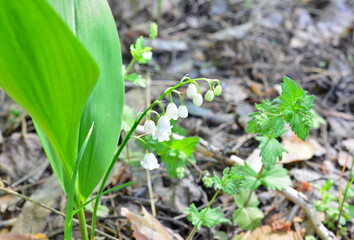Lily of the Valley with green leaves and white flowers copy space 
