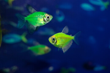 Fototapeta premium Aquarium fish-ternetzi swim. Two fish are green. The Latin name Gymnocorymbus ternetzi. Close-up, blue background.