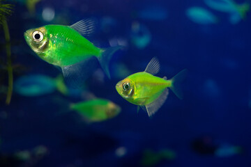 Aquarium  fish-ternetzi swim. Two fish are green. The Latin name Gymnocorymbus ternetzi. Close-up, blue background.