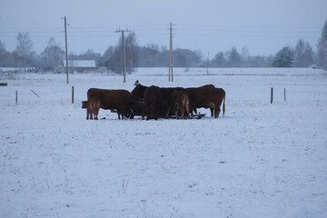 A herd of cows in a snow-covered field