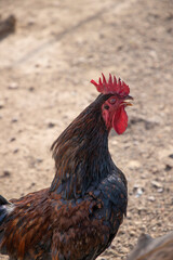 en balade dans la ferme un coq chante