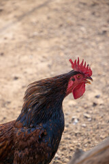 dans une ferme le coq chante