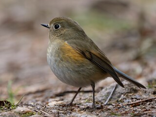 森の中で地面に降りて周りを見渡しているルリビタキ