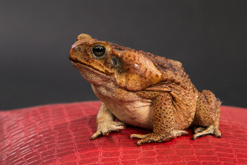 A large brown Cane toad sits on a red surface and black background.