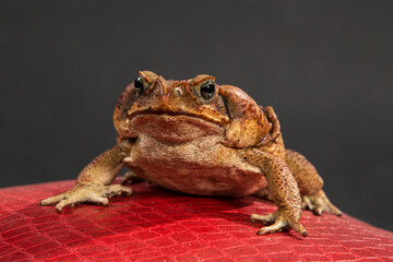 A large brown Cane toad sits on a red surface and black background.