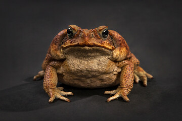A large brown Cane toad sits on a black background.