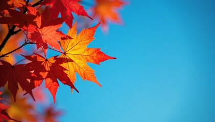 Maple leaves isolated against a blue sky background, autumn leaves, colors, fall
