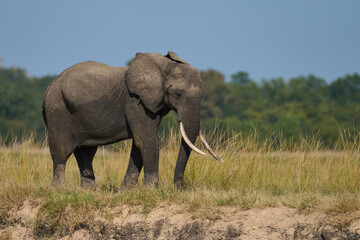 Multiple groups of African Elephant (Loxodonta africana) congregate at a sand river to drink from a pool dug below the surface in South Luangwa National Park, Zambia   